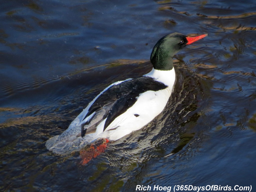 133-Birds-365-Merganser-Morning-03a-Aerial