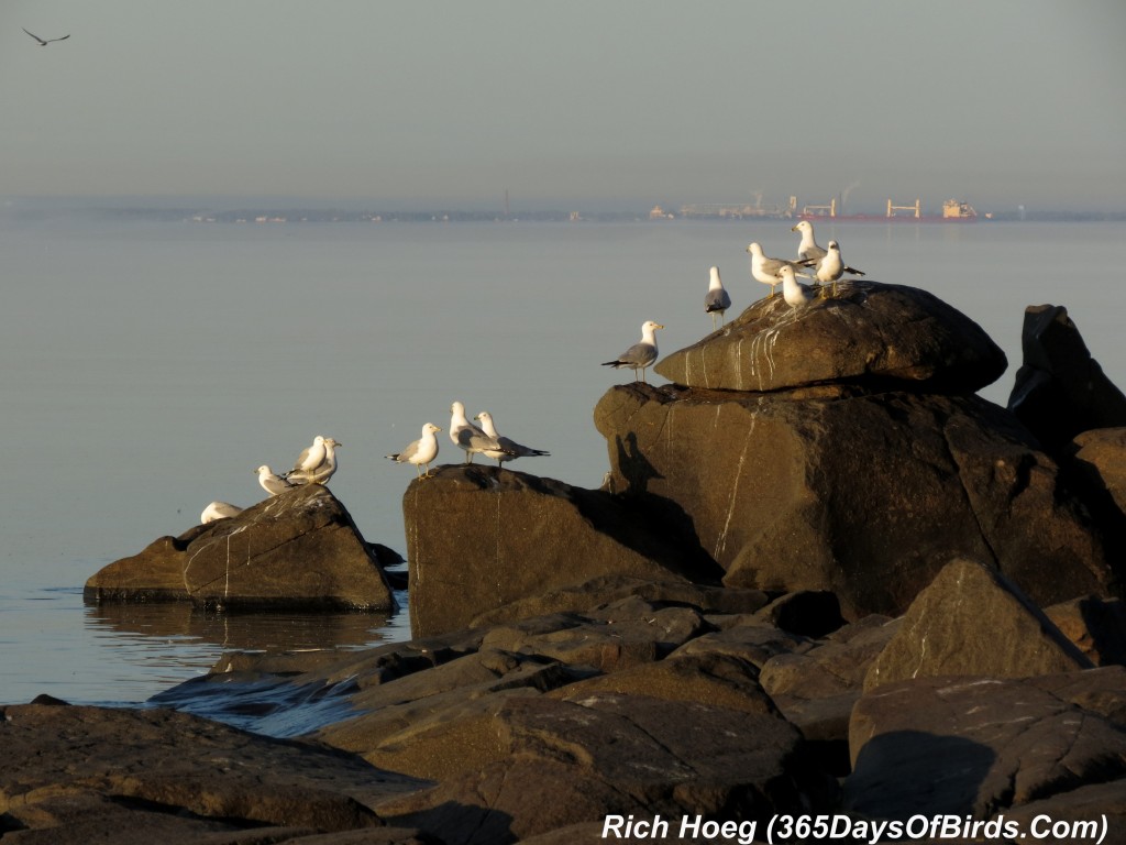 133-Birds-365-Merganser-Morning-04-Gulls
