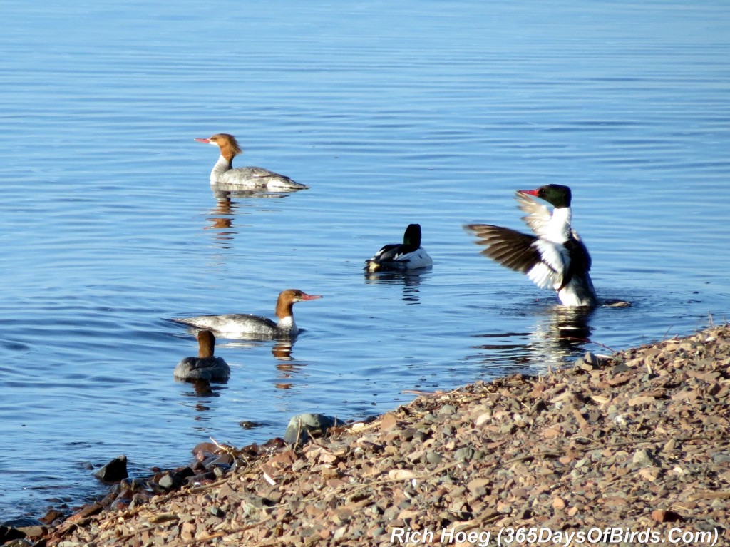 133-Birds-365-Merganser-Morning-08-Flapping