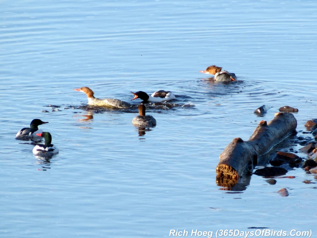 133-Birds-365-Merganser-Morning-10-Squawking_1