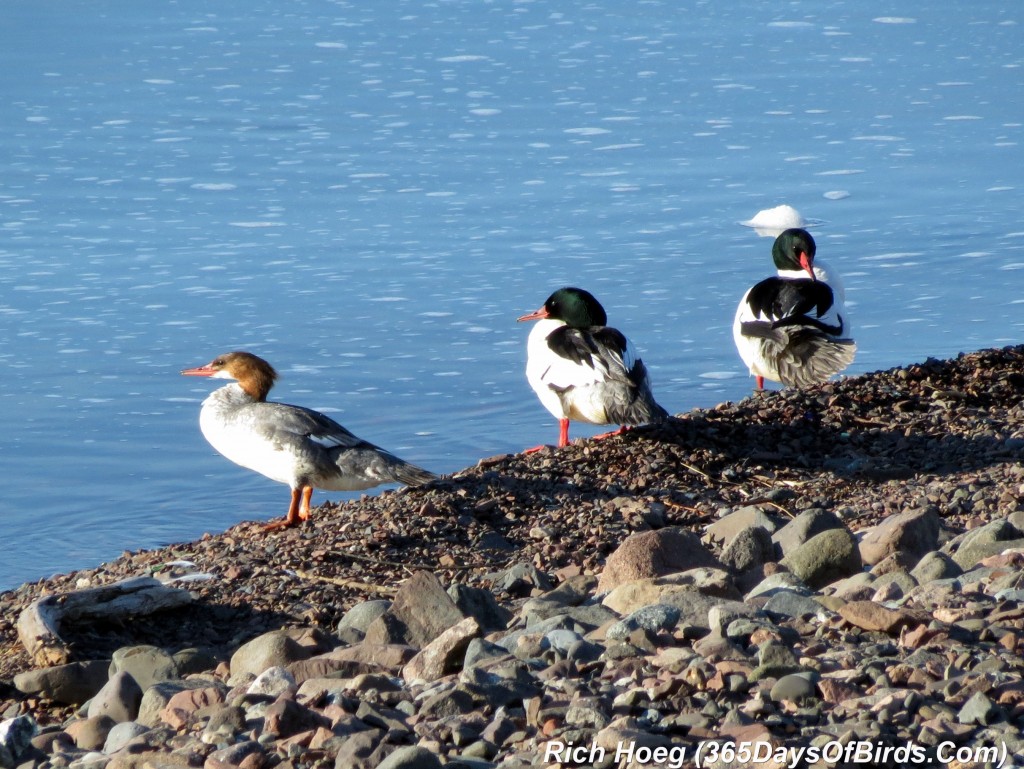 133-Birds-365-Merganser-Morning-11-Preening