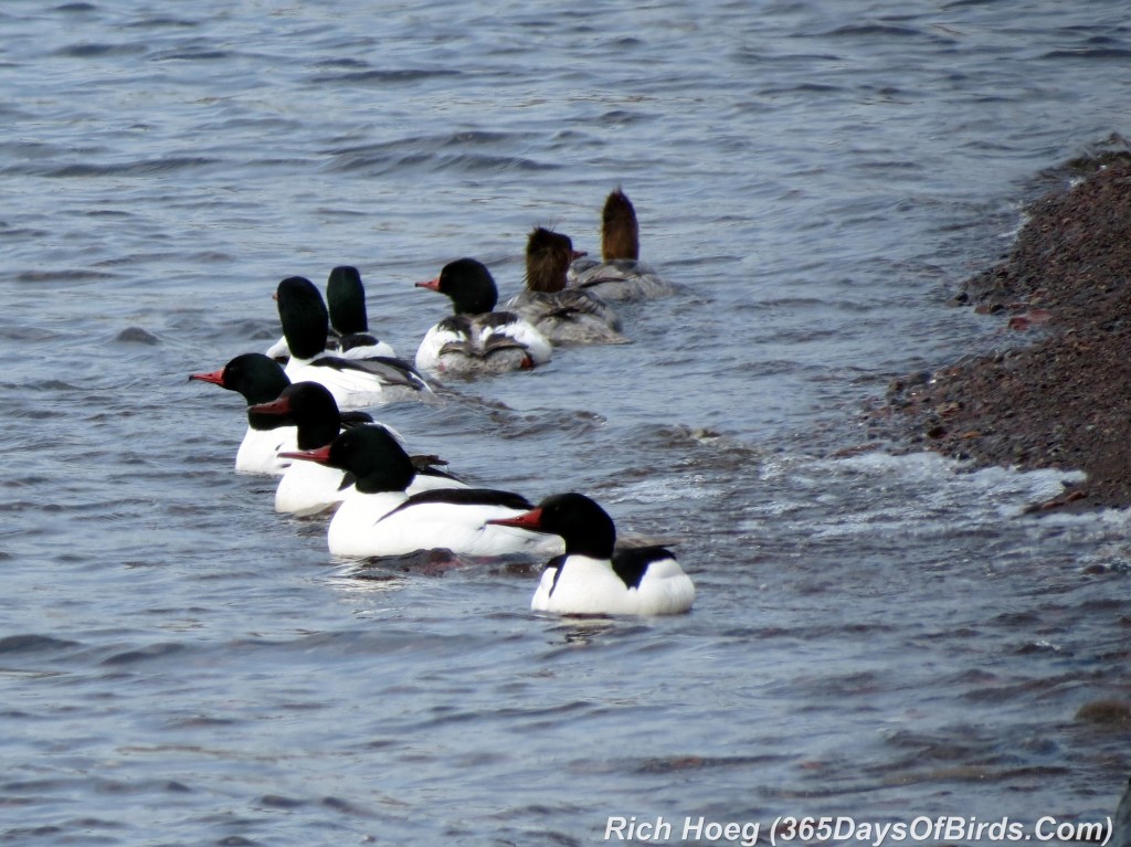 134-Birds-365-Merganser-Triangle