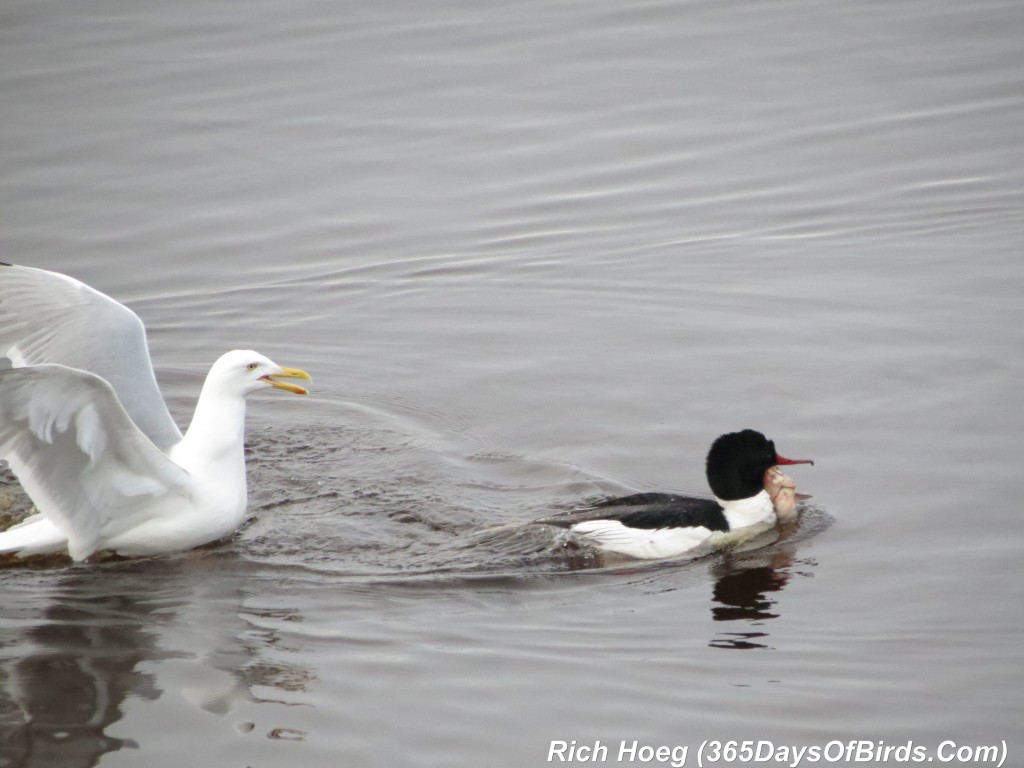 135-Birds-365-Theft-In-The-Morning-06-The-Chase