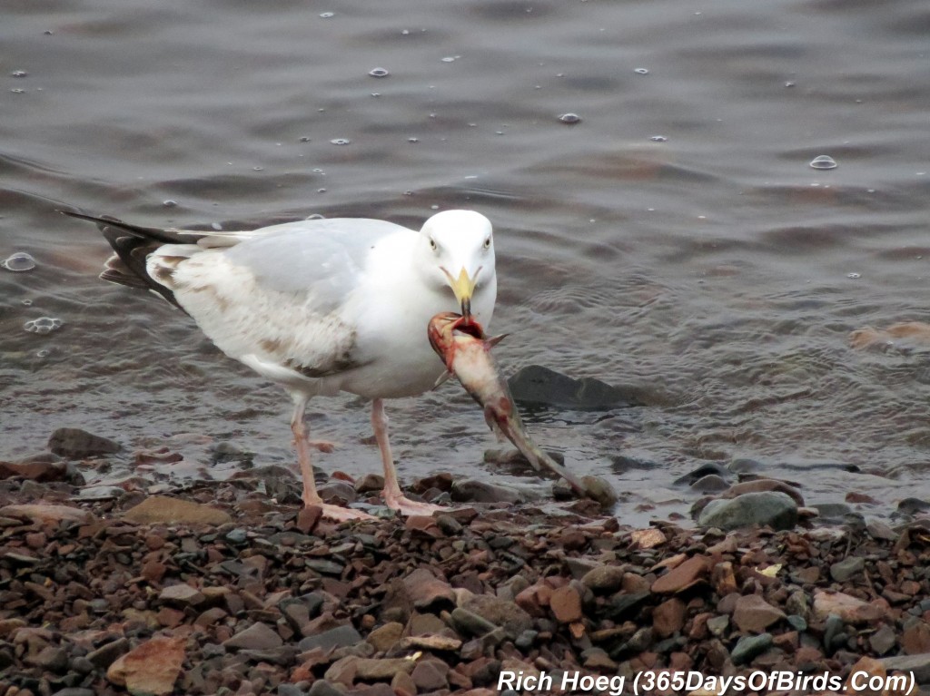 135-Birds-365-Theft-In-The-Morning-10-The-Gulp