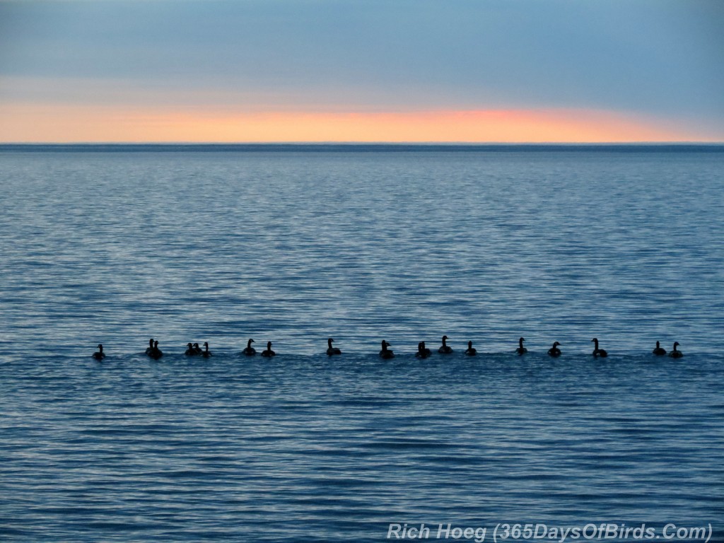 136-Birds-365-Geese-At-Sunrise