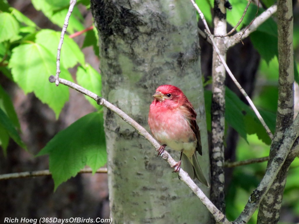 137-Birds-365-Afternoon-Purple-Finch