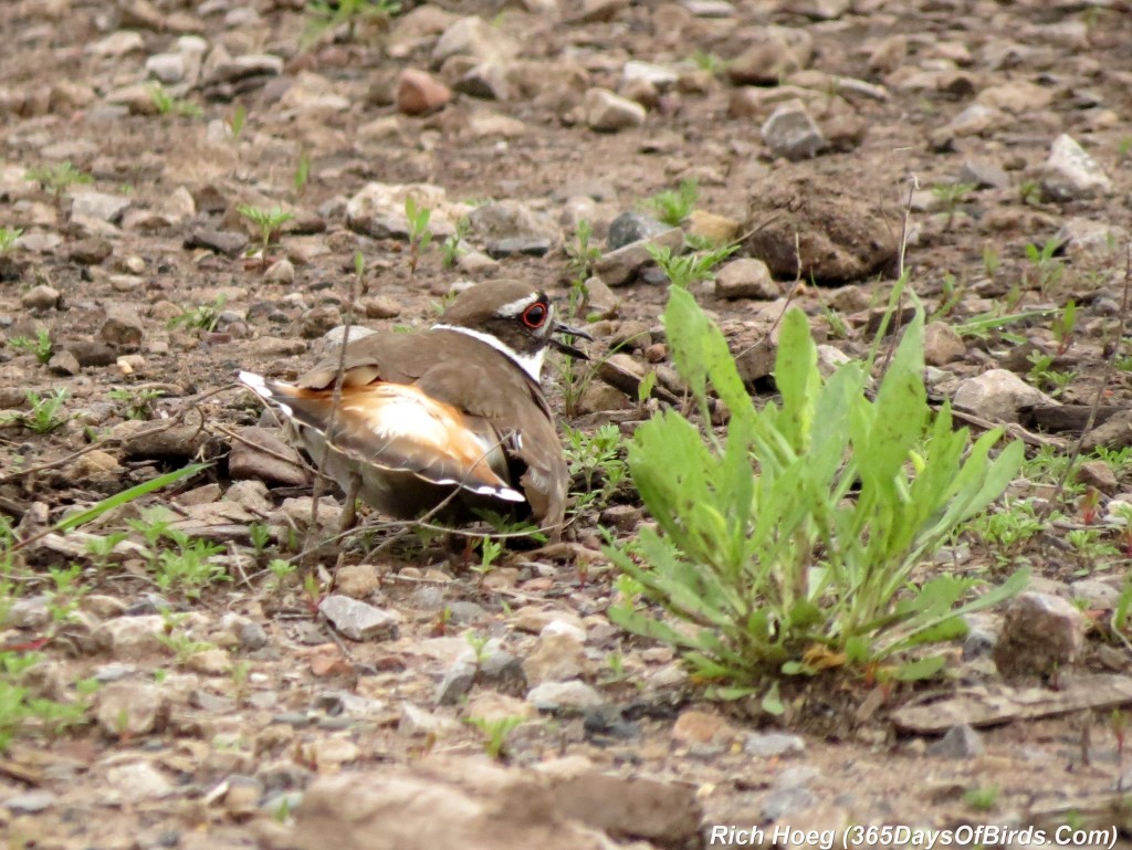 138-Birds-365-Killdeer-Family-1-Deception