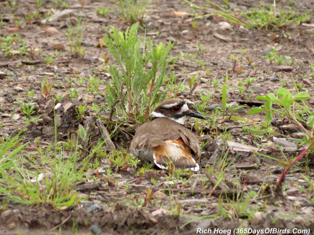 138-Birds-365-Killdeer-Family-2-Deception