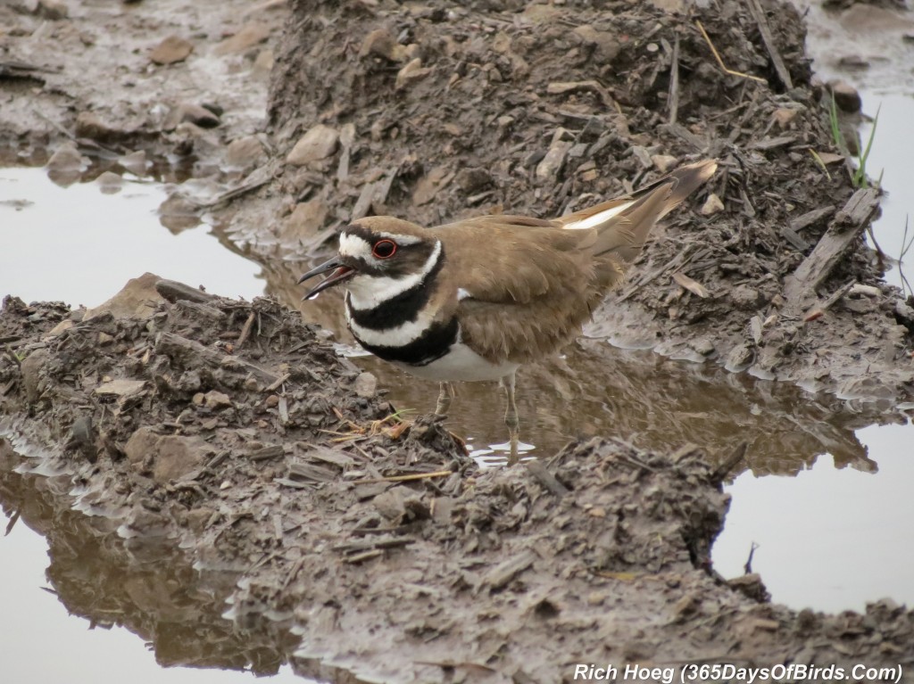 138-Birds-365-Killdeer-Family-3-Parent