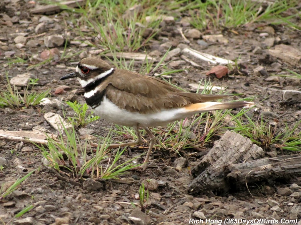 138-Birds-365-Killdeer-Family-4-Parent