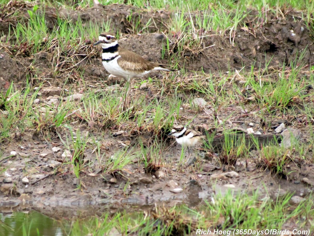 138-Birds-365-Killdeer-Family-5-Parent-Chick