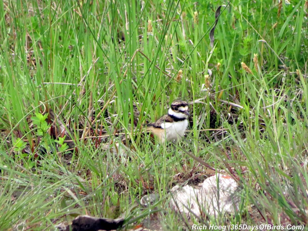 138-Birds-365-Killdeer-Family-6-Chick