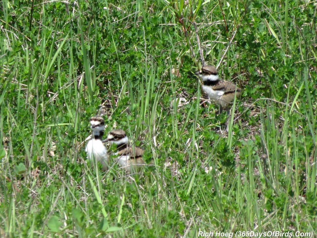 138-Birds-365-Killdeer-Family-7-Chicks