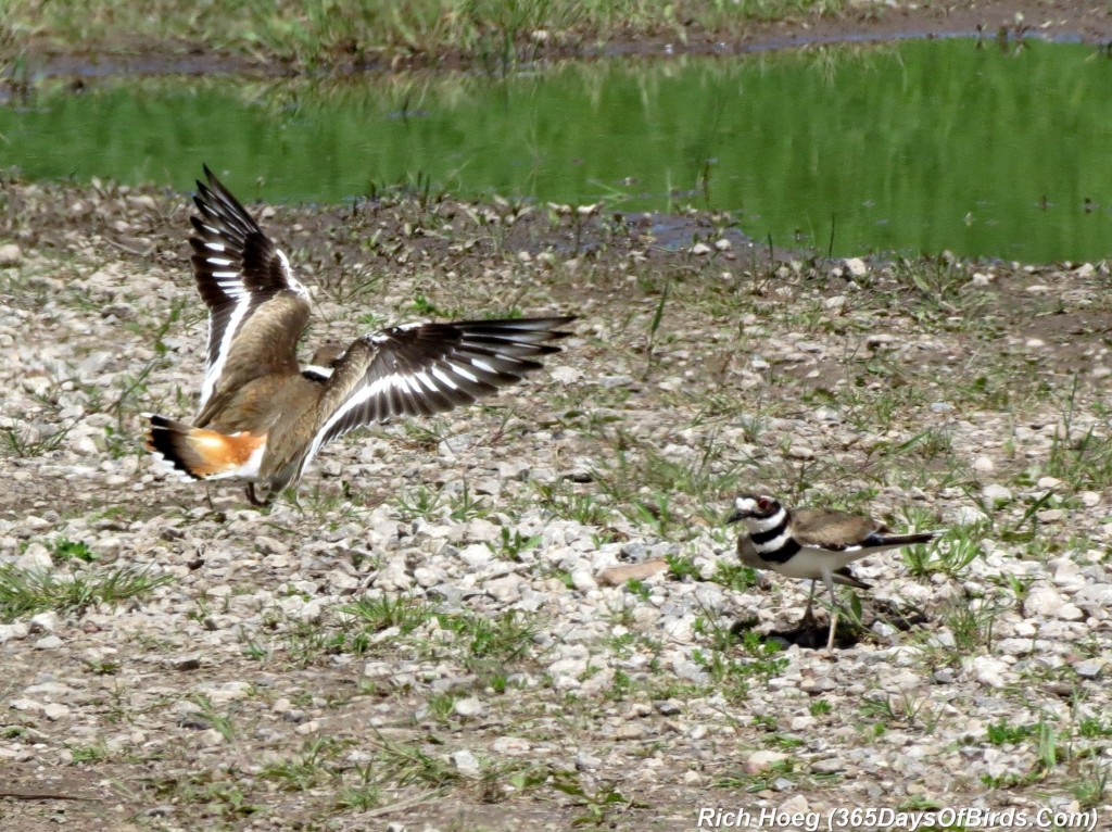 138-Birds-365-Killdeer-Family-8-Defending