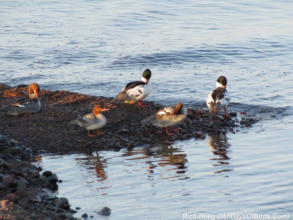 139-Birds-365-Mergansers-Get-With-The-Routine
