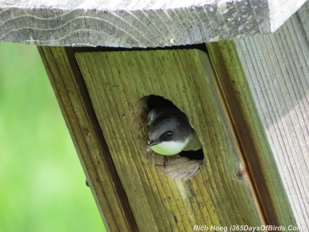 140-Birds-365-Poised-For-Takeoff-Tree-Swallow