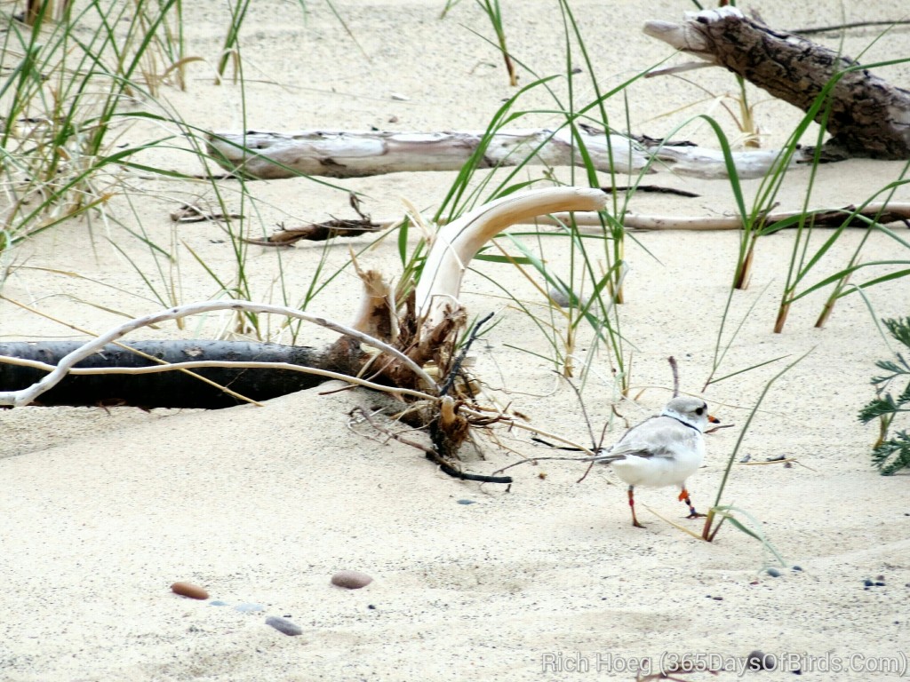 141-Birds-365-Piping-Plover-1