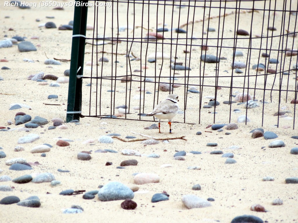 141-Birds-365-Piping-Plover-2