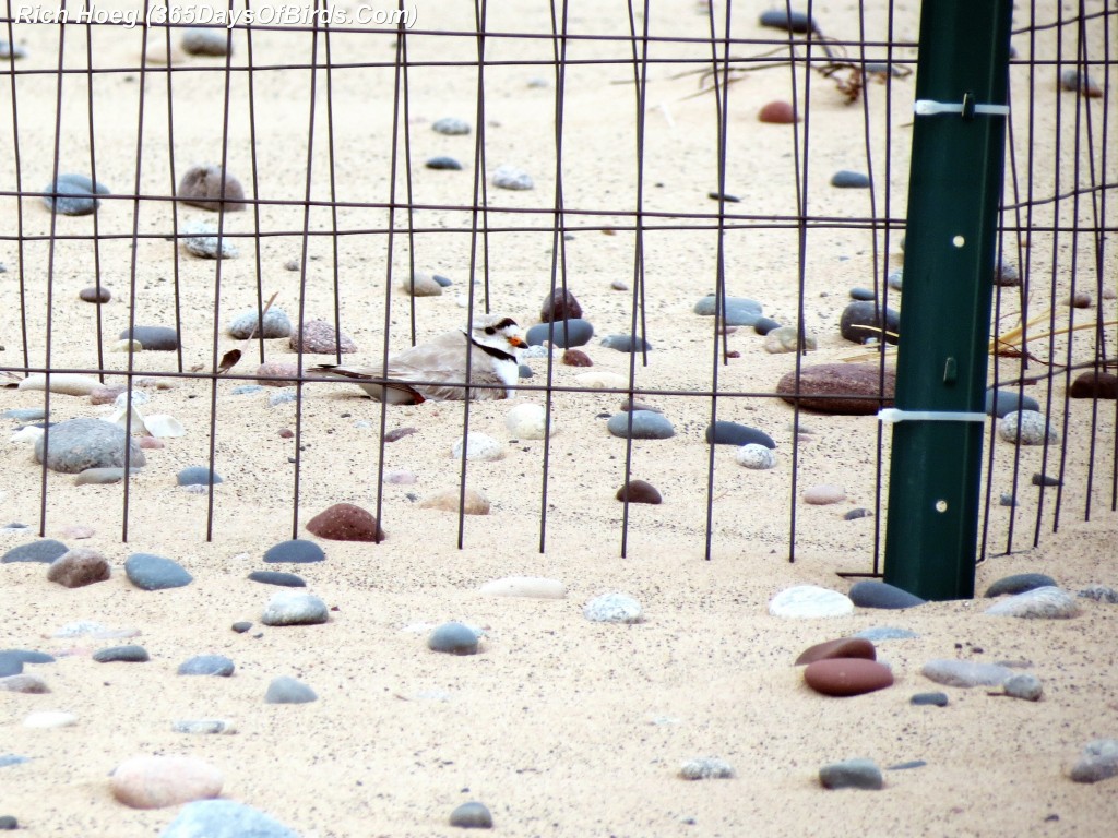 141-Birds-365-Piping-Plover-3