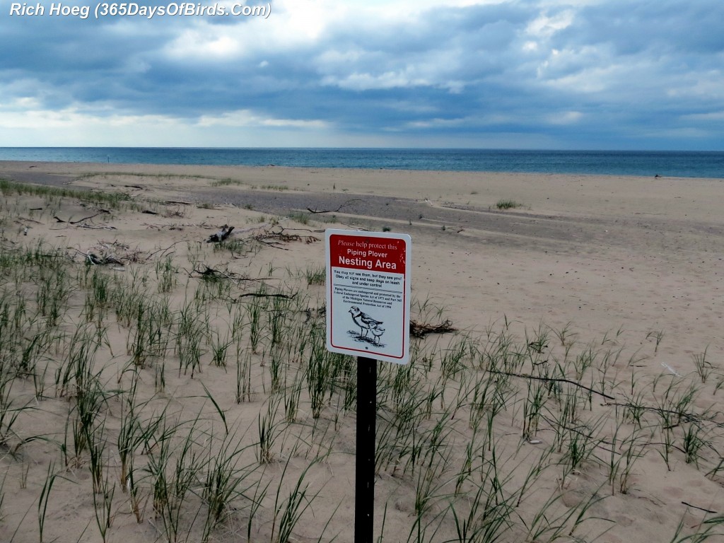 141-Birds-365-Piping-Plover-4