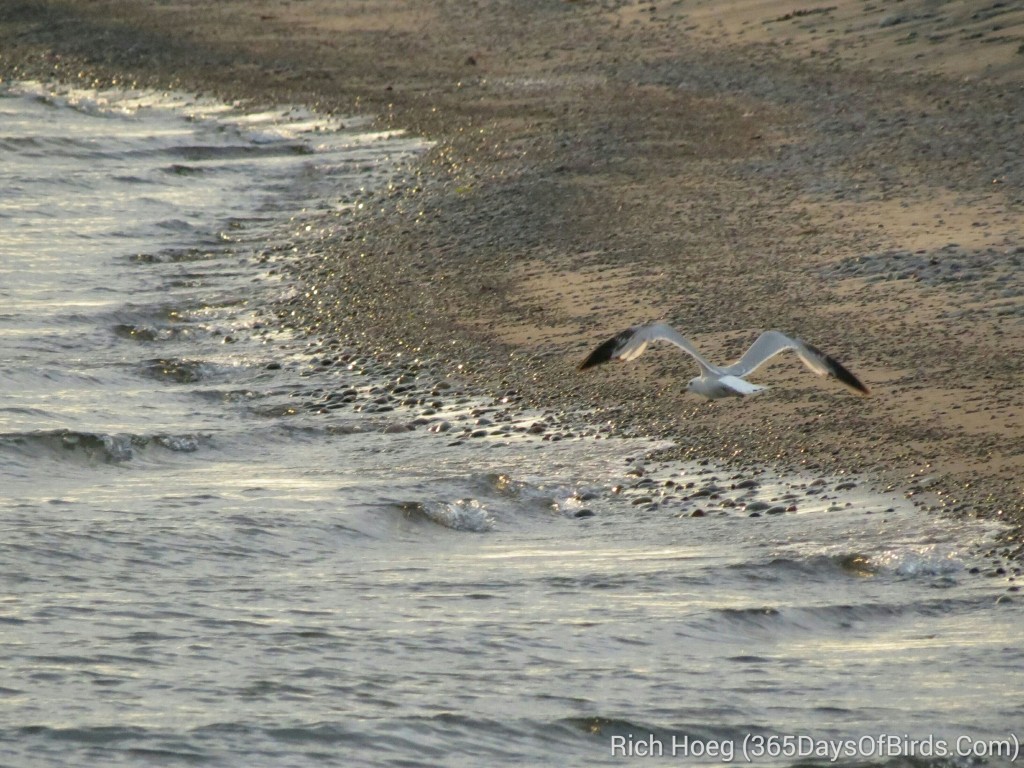 143-Birds-365-Herring-Gull-At-Dawn