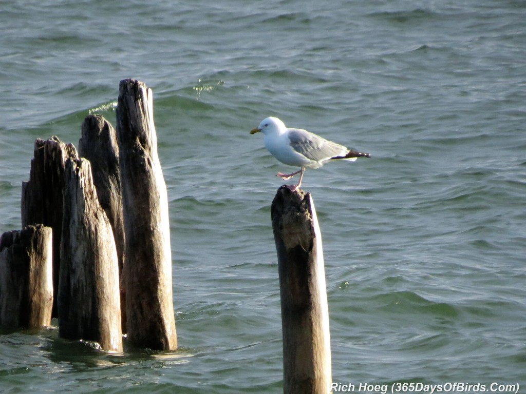 144-Birds-365-High-Stepping-Gull