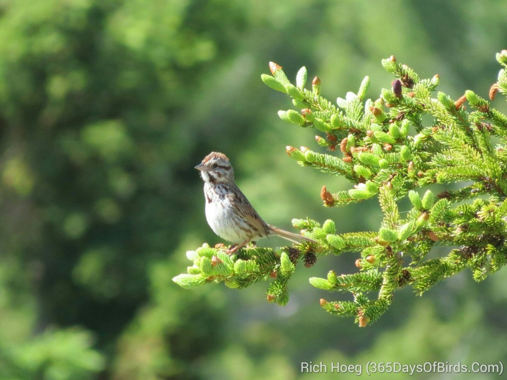 145-Birds-365-Song-Sparrow