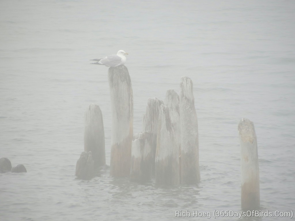 146-Birds-365-Fog-Gull