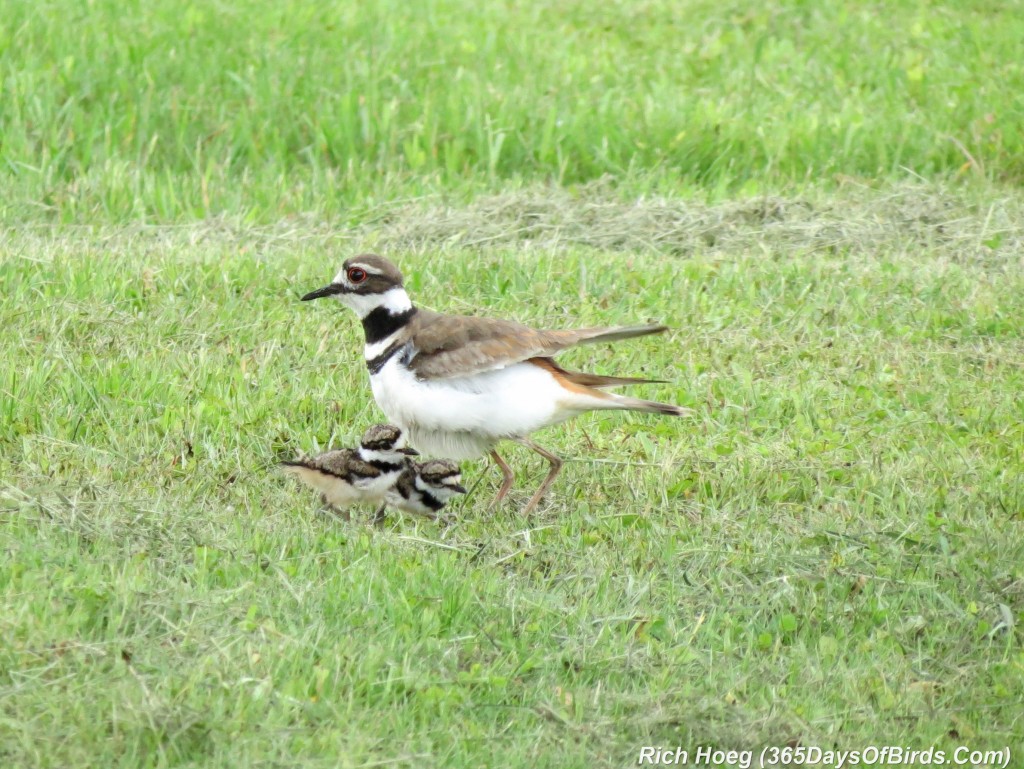 148-Birds-365-Killdeer-and-Chicks-1