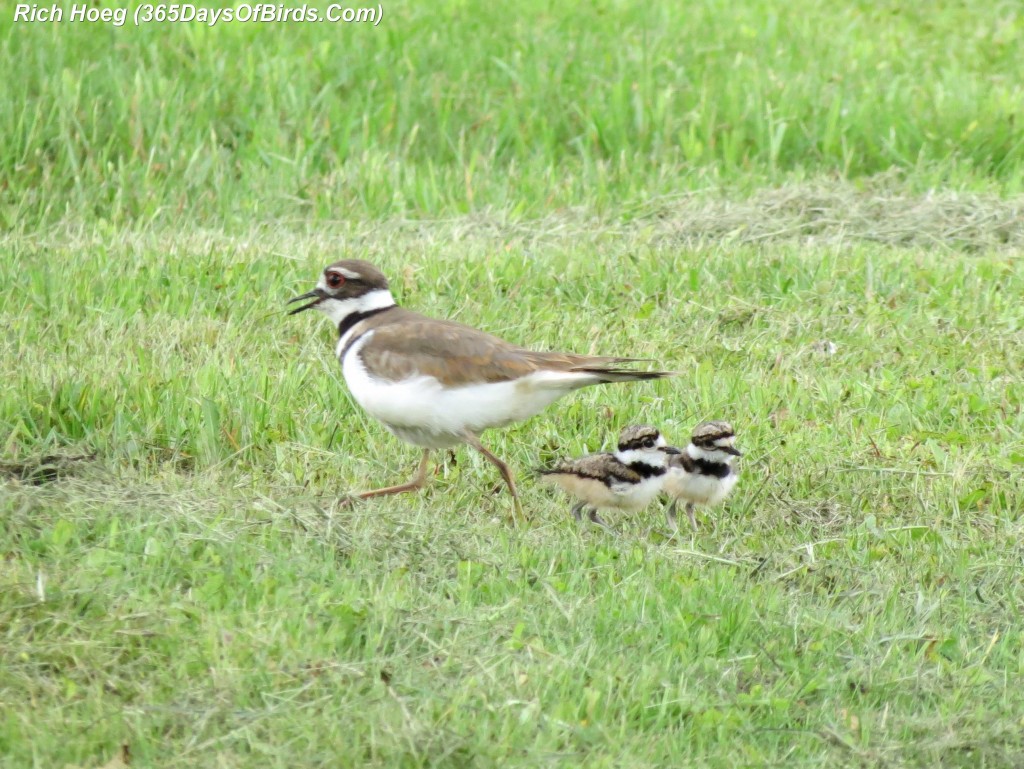 148-Birds-365-Killdeer-and-Chicks-2