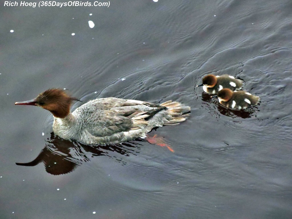 151-Birds-365-Merganser-and-Chicks-1