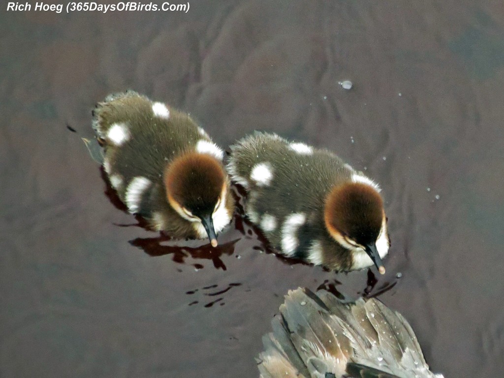 151-Birds-365-Merganser-and-Chicks-2