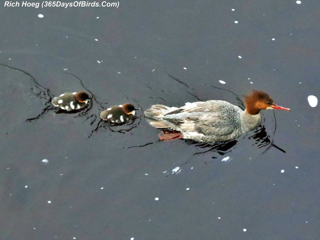 151-Birds-365-Merganser-and-Chicks-3