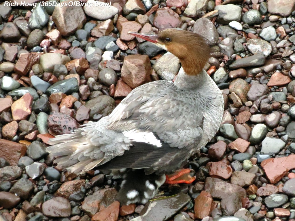 151-Birds-365-Merganser-and-Chicks-4