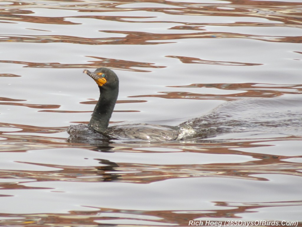 152-Birds-365-Cormorant-Face