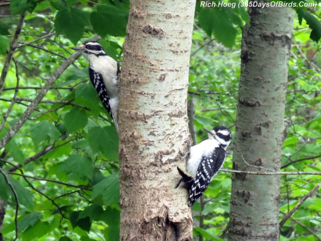 153-Birds-365-Hairy-Woodpecker-Love