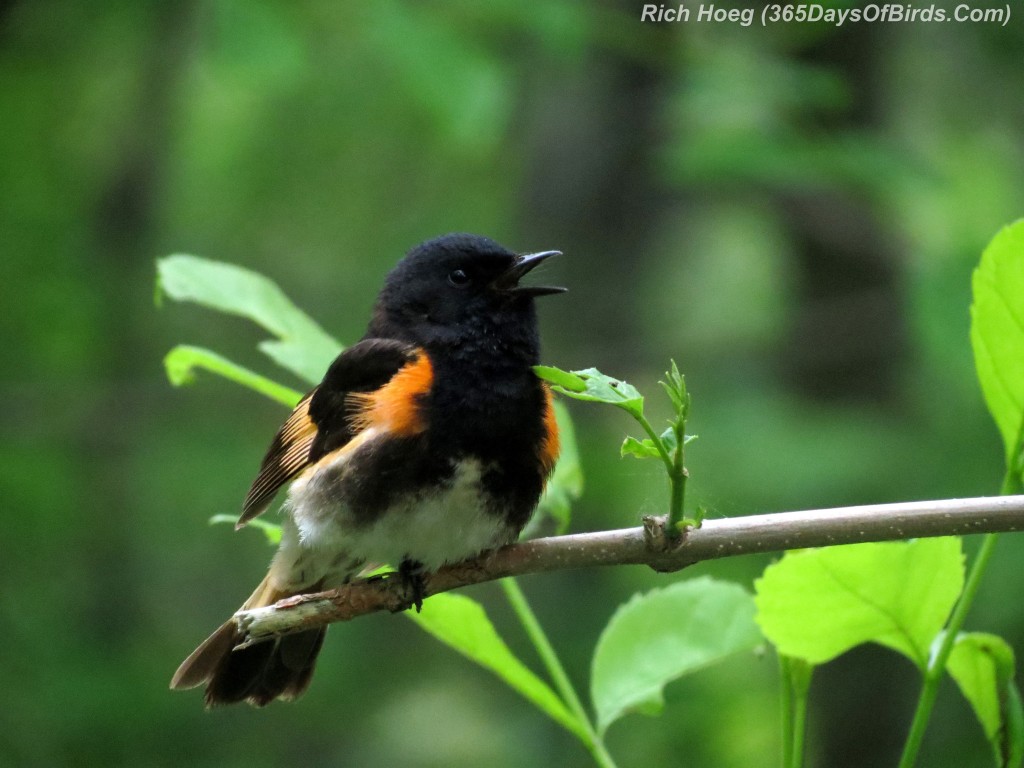 154-Birds-365-American-Redstart-2