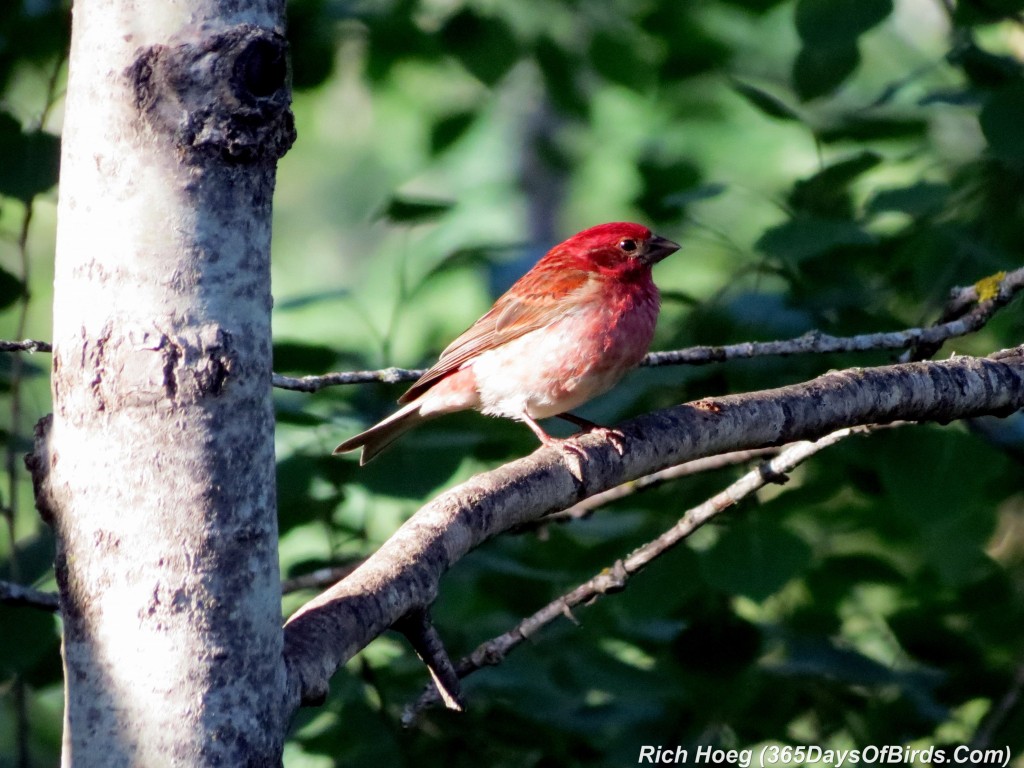 155-Birds-365-Purple-Finch-Golden-Hour