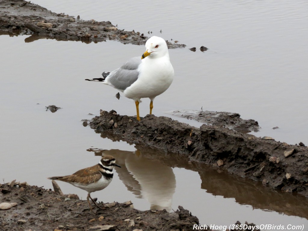 156-Birds-365-Gull-Killdeer