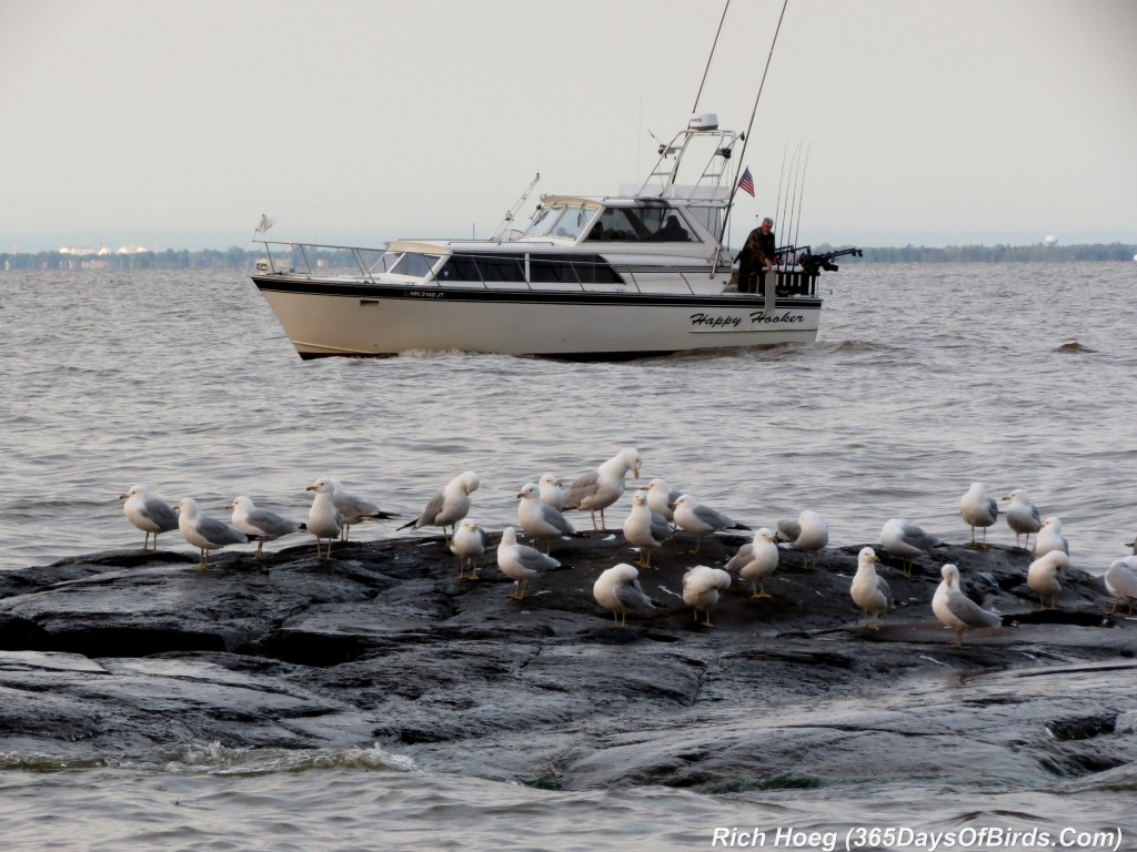 156-Birds-365-Gulls-Fishing-Boat