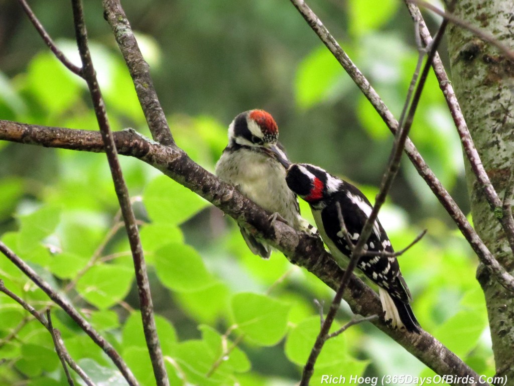 157-Birds-365-Downy-and-Chick