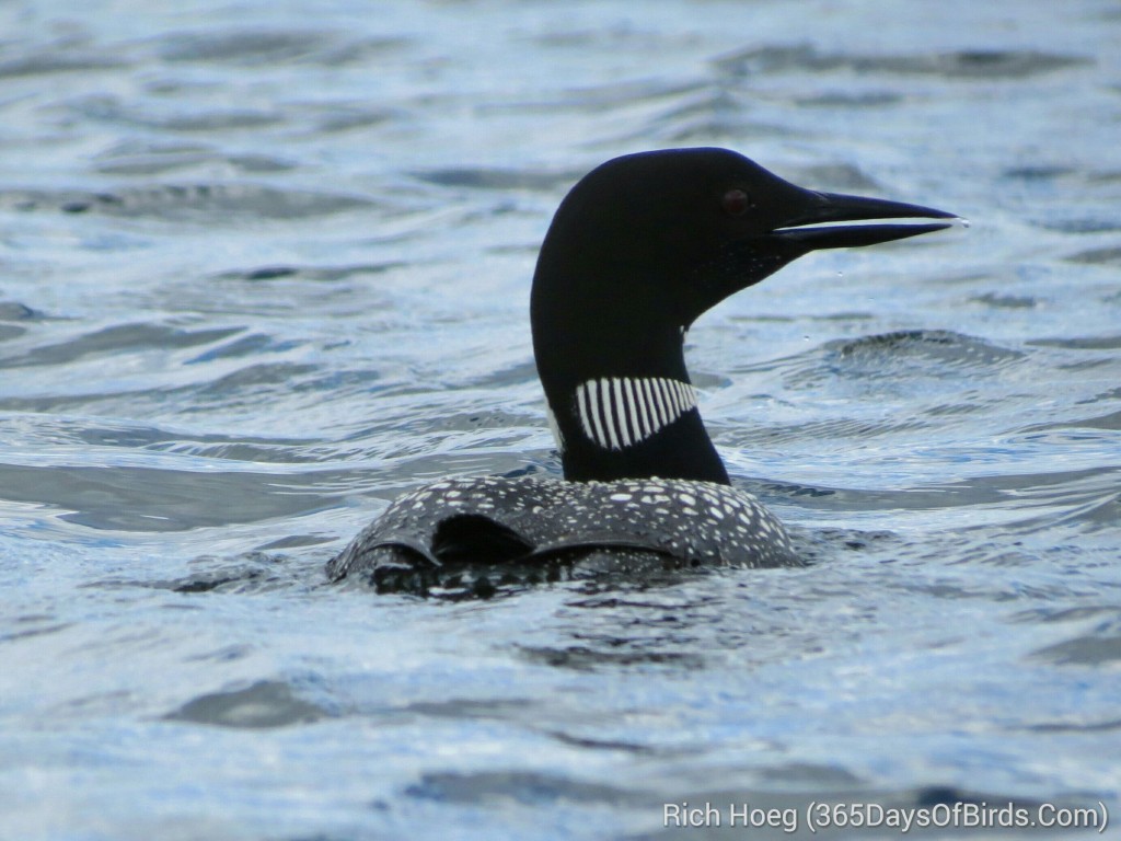 158-D2-Northstar-Common-Loon-A_wm