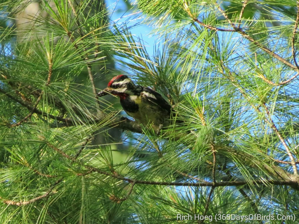 160-D4-Northstar-Yellow-Bellied-Sapsucker_wm