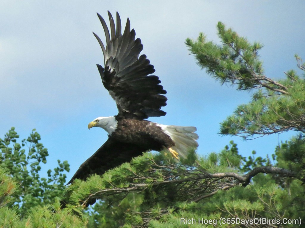 160-D4-Rainy-Lake-Bald-Eagle-1B_wm