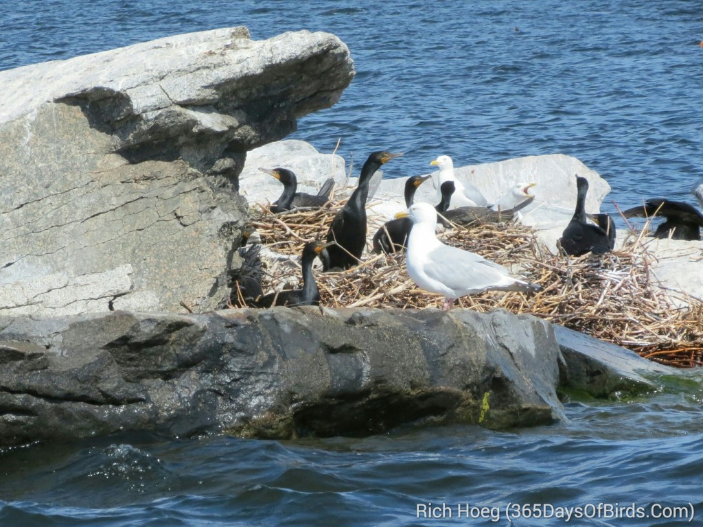 160-D4-Rainy-Lake-Cormorant-Nests_wm