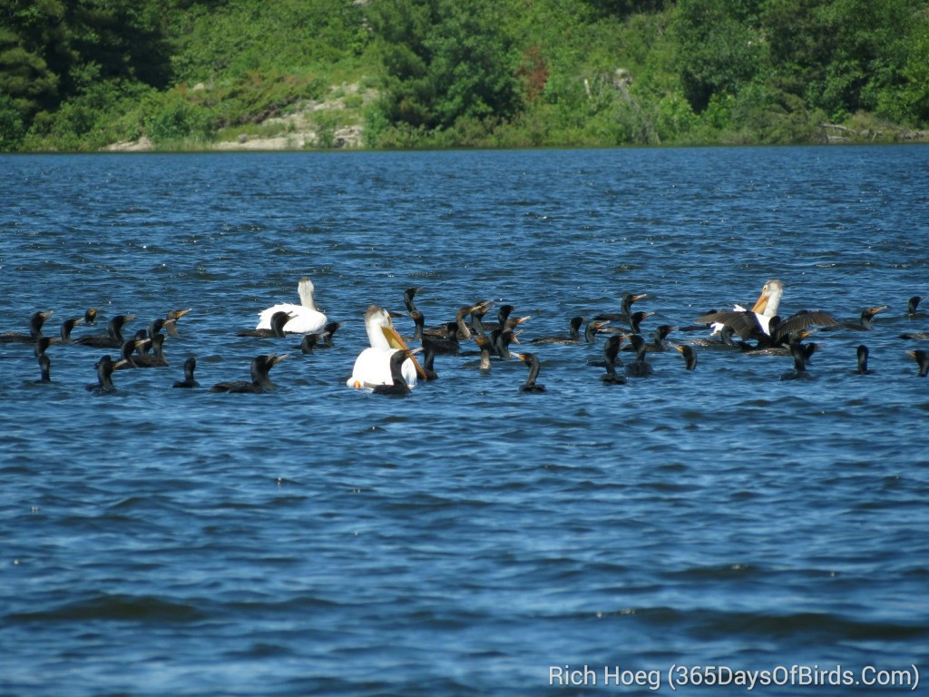 160-D4-Rainy-Lake-Cormorants-and-Friends_wm