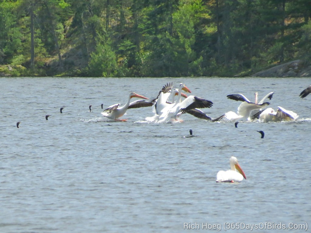 160-D4-Rainy-Lake-Pelican-Feed_wm