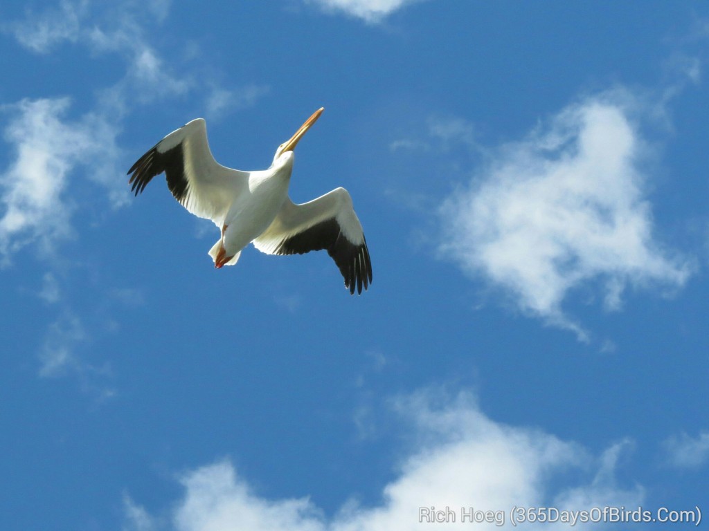 160-D4-Rainy-Lake-Pelican-Flying_wm