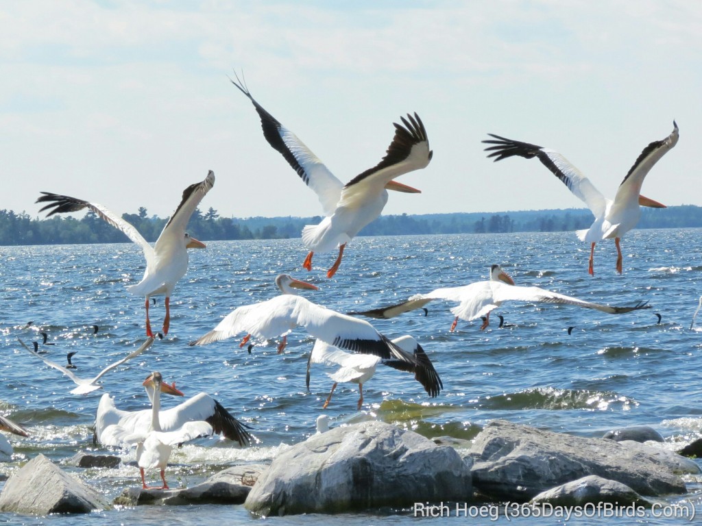 160-D4-Rainy-Lake-Pelican-TakeOff_wm