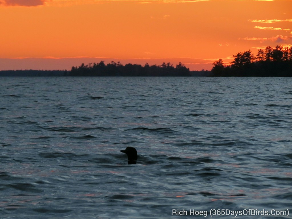 160-D4-Rainy-Lake-Sunset-Loon_wm